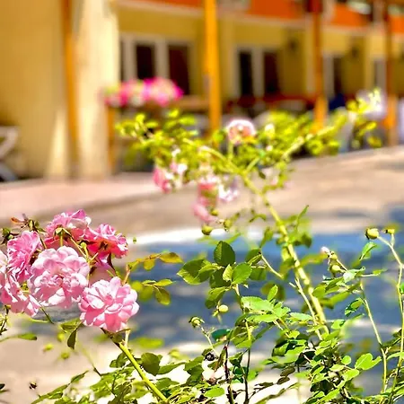 Pop аrt 普里莫尔斯科